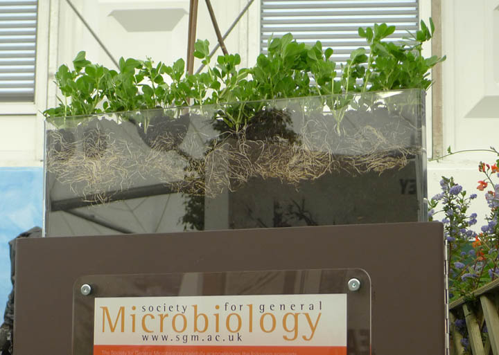 Chelsea Flower Show microbiology visible roots.jpg